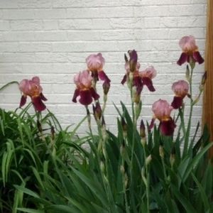 Indian Chief Tall  Bearded Iris with velvet wine red & bronze 5x rhizomes